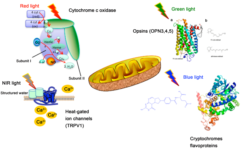 Cytochrome c oxidase